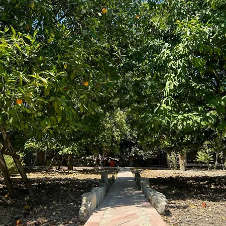 Valencia Grove