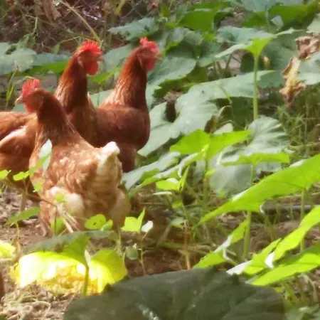 Willa Valencia Grove *