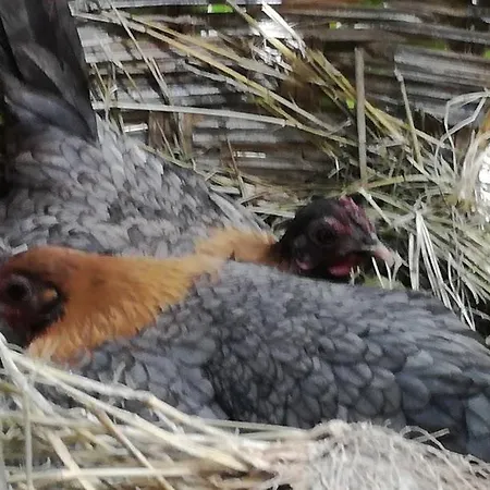 Willa Valencia Grove Miliu