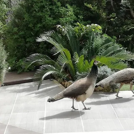 Valencia Grove Villa Miliou