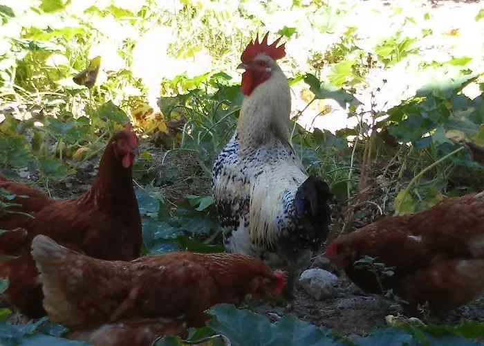 Vila Valencia Grove Miliou