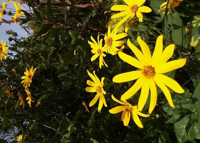 Villa Valencia Grove Miliou