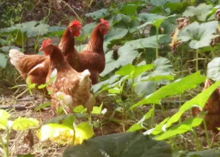 Villa Valencia Grove *