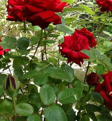 Valencia Grove * Miliou