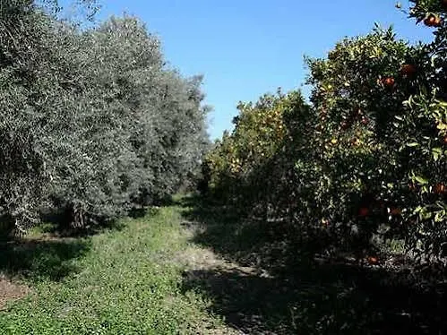 Valencia Grove Miliou