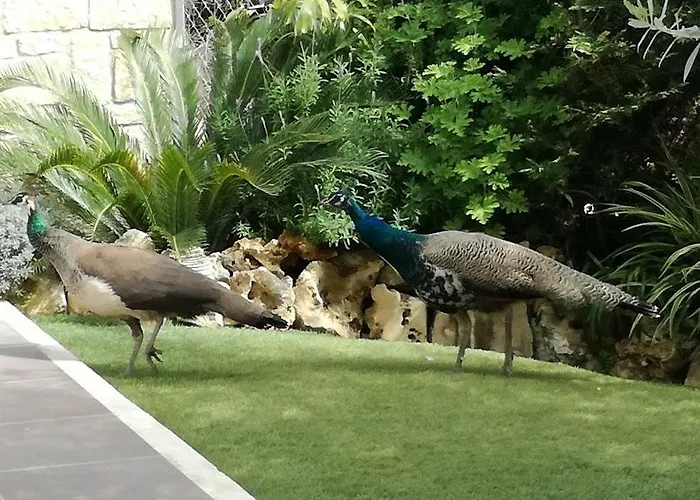 Valencia Grove Miliou