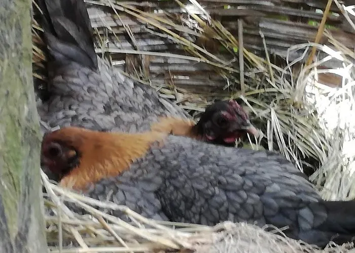 Villa Valencia Grove Miliou