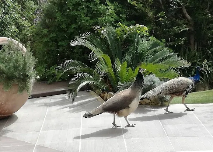 Valencia Grove Villa Miliou